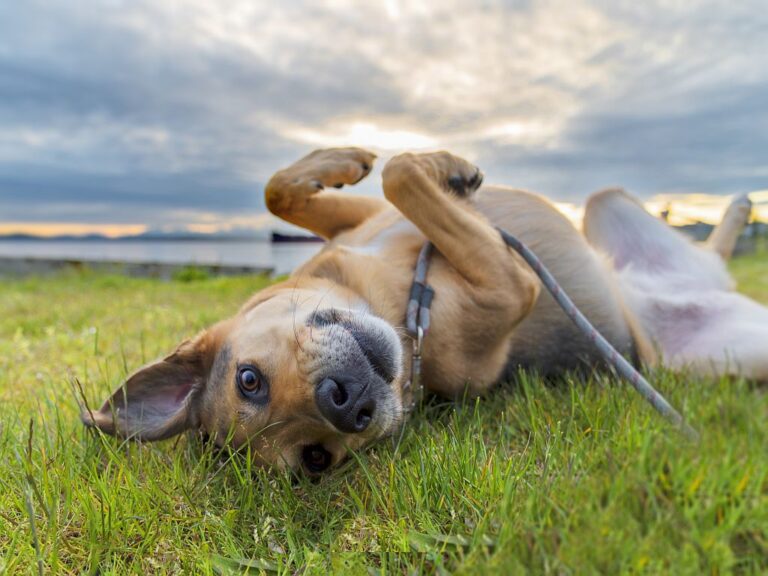 Pies leżący na trawie