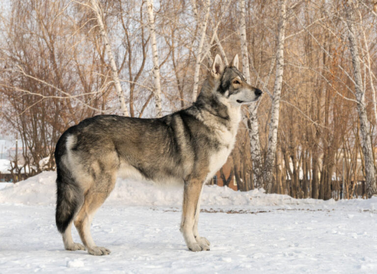 Saarloos Wolfhond na śniegu
