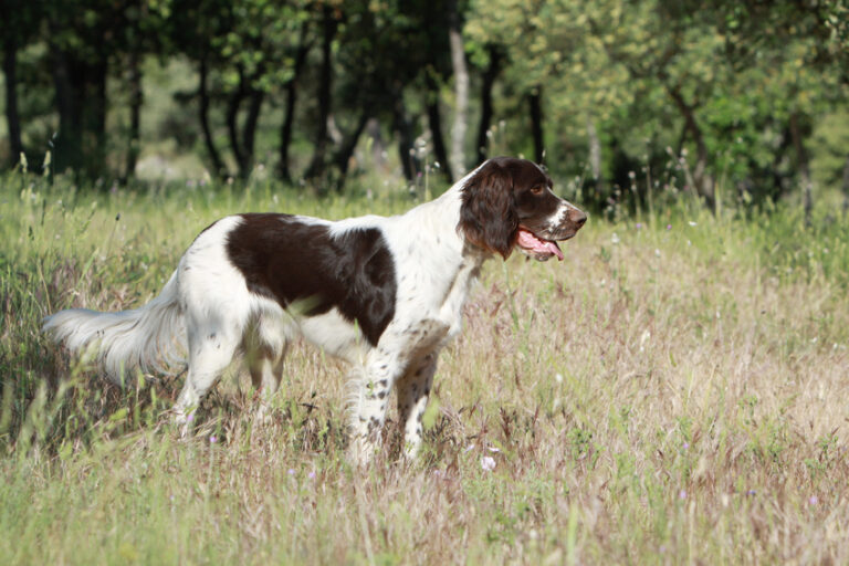 Spaniel francuski (Épagneul Français)