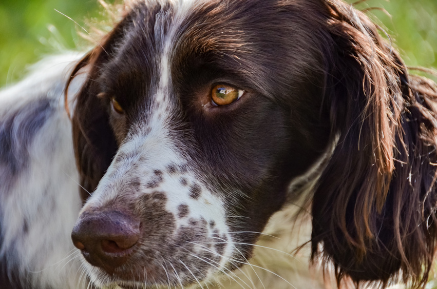 Spaniel francuski pysk