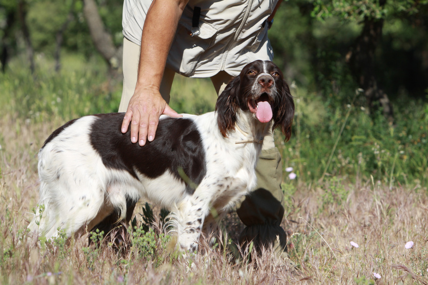 Spaniel francuski (Épagneul Français) na łące