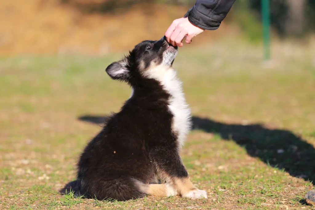 Szczeniak border collie otrzymujący smakołyk Szczeniak border collie siedzący na trawie