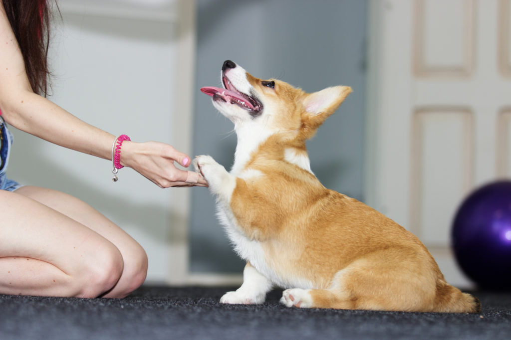 Szkolenie corgi