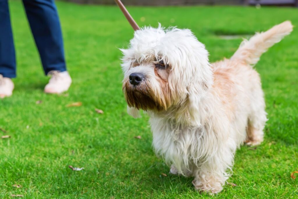 Dandie dinmont terier na spacerze