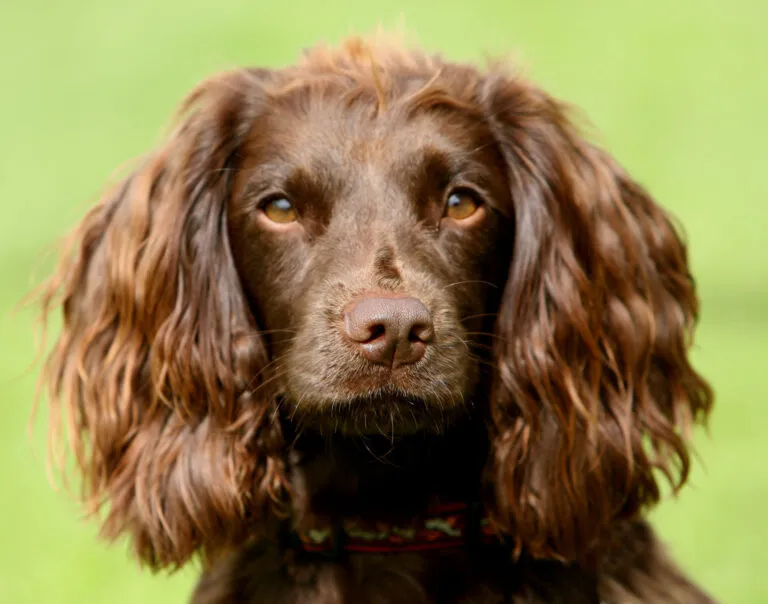 Field-Spaniel Field-Spaniel