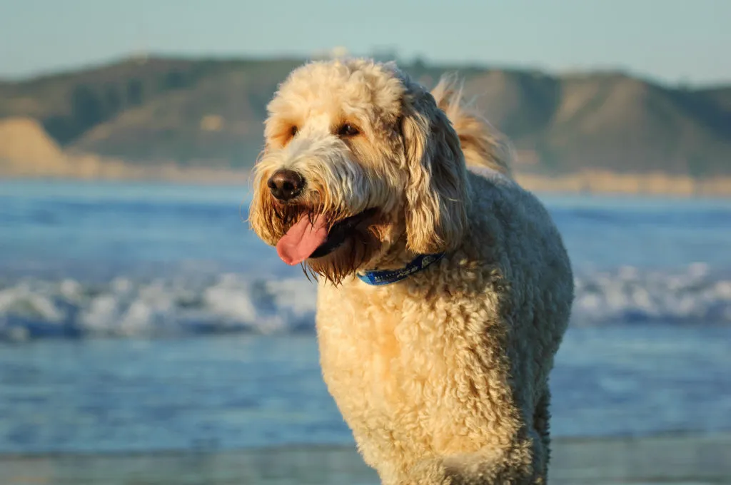 Goldendoodle na plaży Goldendoodle bawiący się na plaży