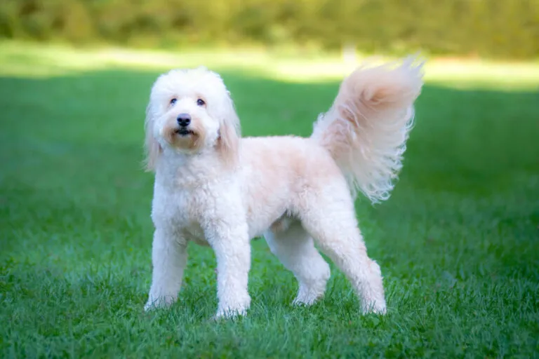 Goldendoodle na trawie Goldendoodle stojący na trawie