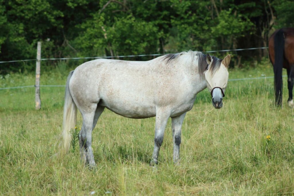 Siwy koń w masce zabezpieczającej przed objawami zespołu headshaking