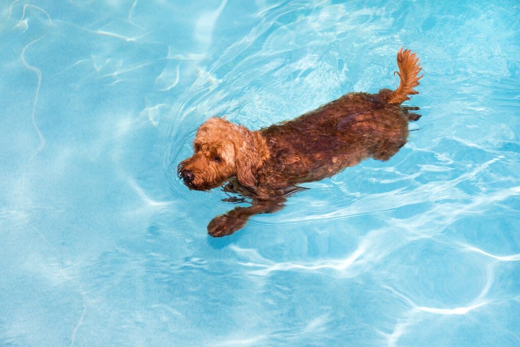 pies pływa w basenie