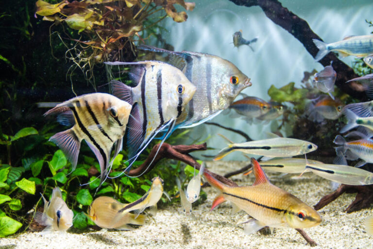Ryby słodkowodne w akwarium