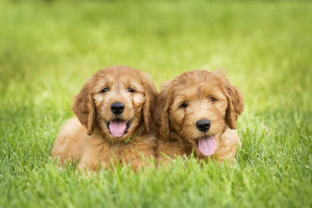 Szczenięta goldendoodle na trawie