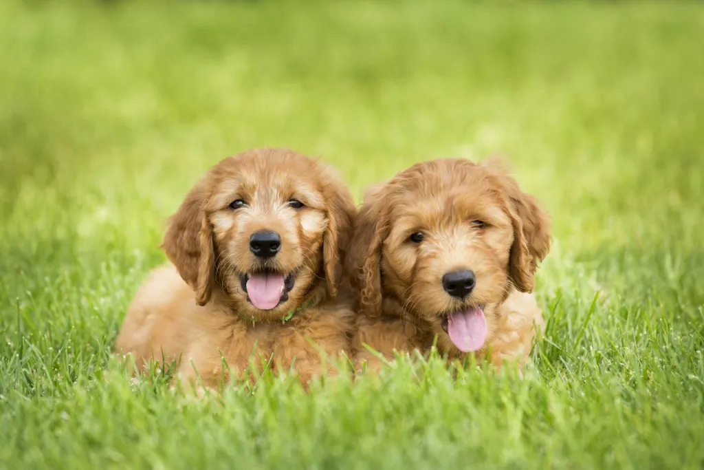 Szczenięta goldendoodle Szczenięta goldendoodle na trawie