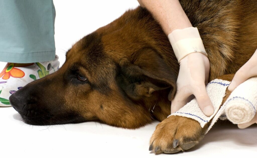 Pies z urazem łapy u lekarza weterynarii