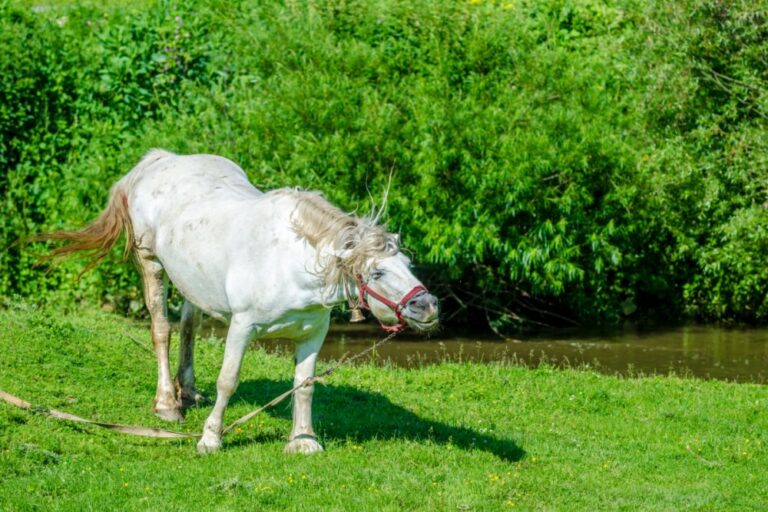 Siwy koń nad rzeką