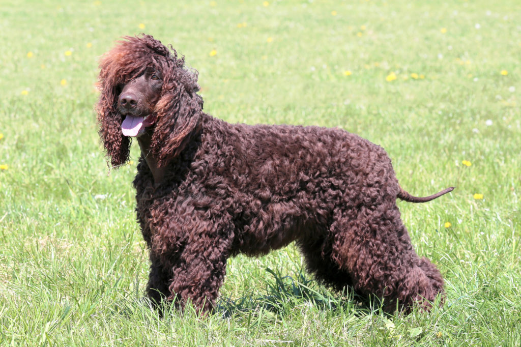 irlandzki spaniel dowodny trening