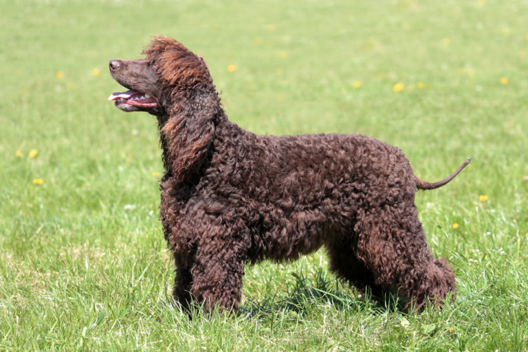 irlandzki spaniel dowodny portret rasy