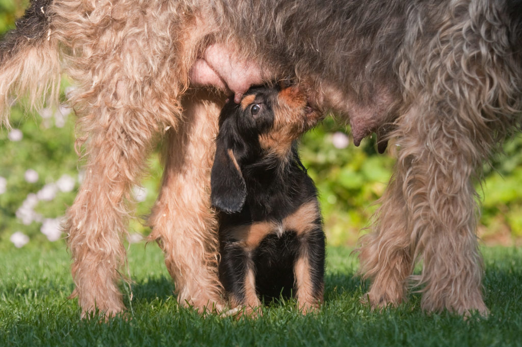 otterhound szczeniak z mamą