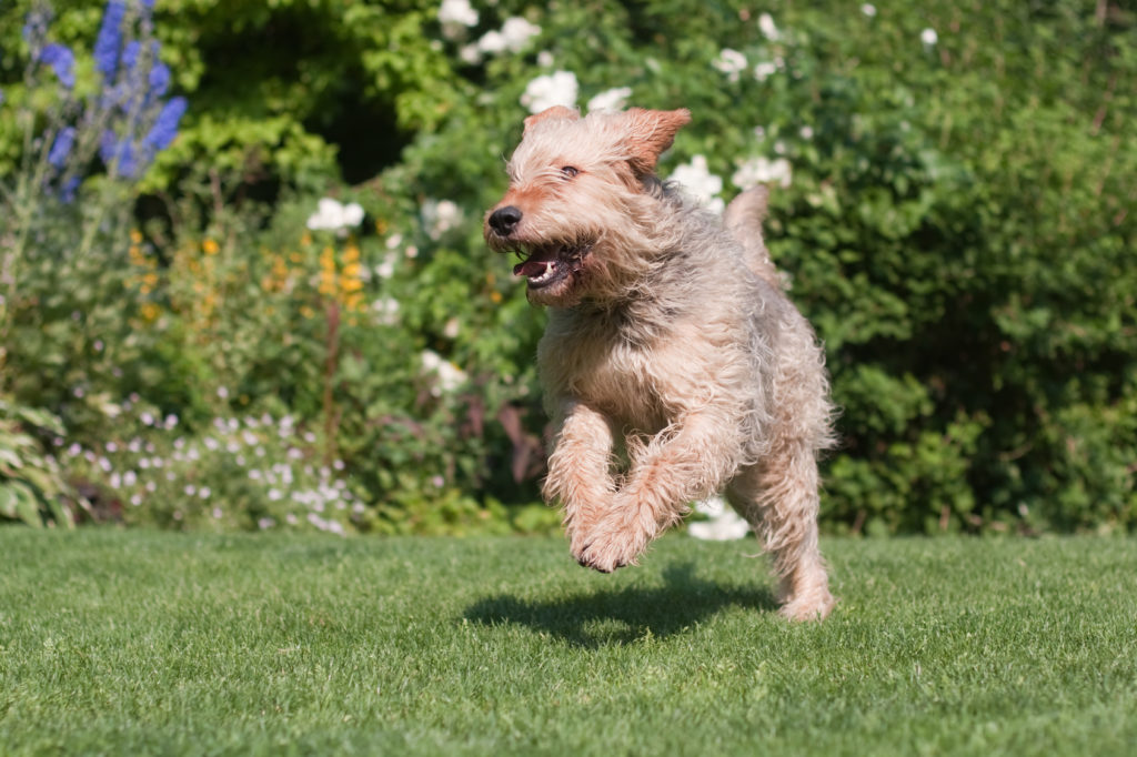 otterhound w ruchu