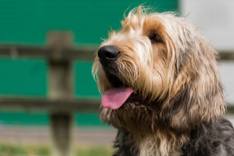 otterhound otterhound rasa psa