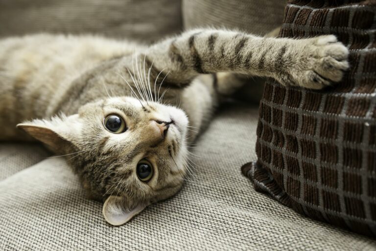 Kot domowy na kanapie