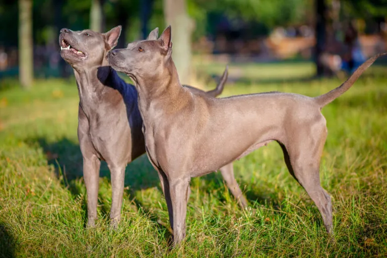 Dwa thai ridgebacki