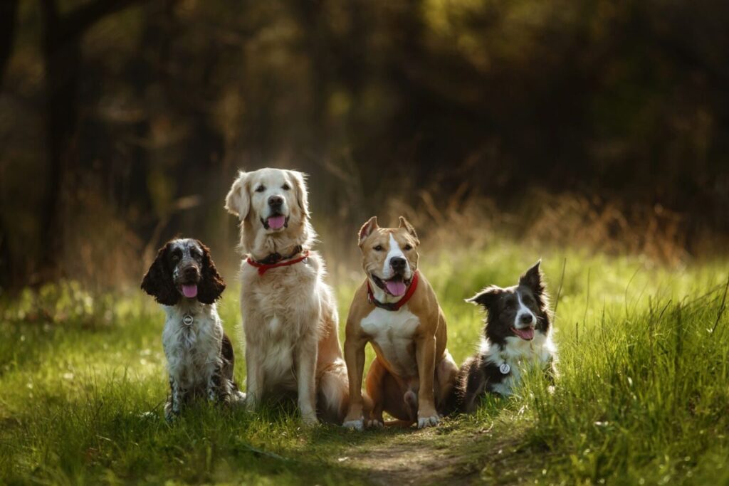 Psy różnych ras w lesie