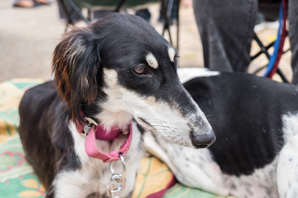 saluki najdroższy pies świata