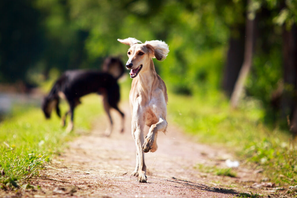 saluki w ruchu