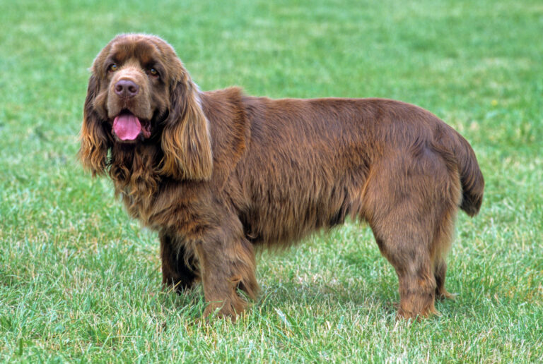 sussex-spaniel