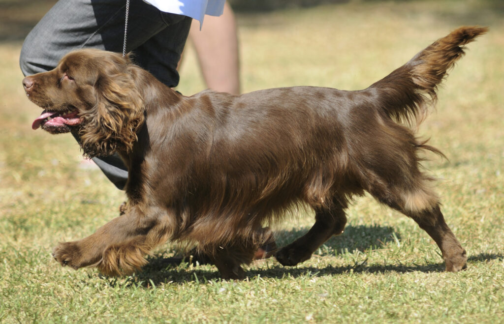 sussex-spaniel-w-ruchu sussex-spaniel-w-ruchu