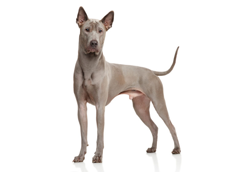 Tajski ridgeback