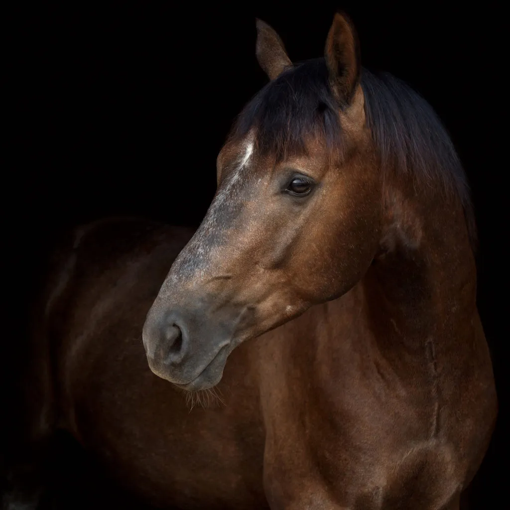 Koń po zmroku Portret konia w ciemności