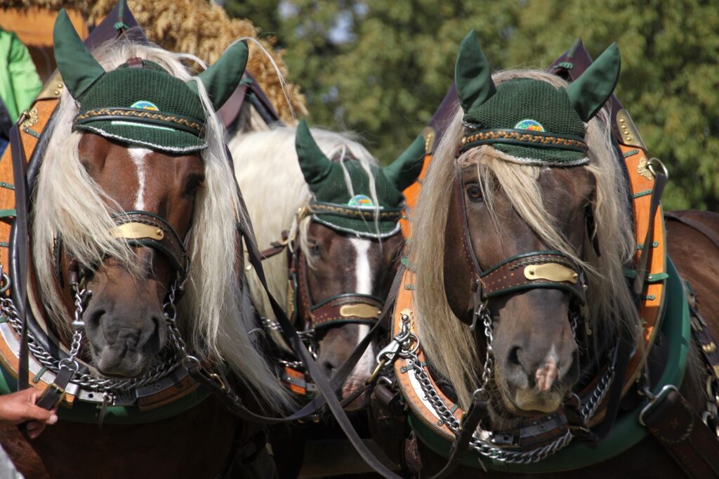 Konie noryckie w tradycyjnej uprzęży