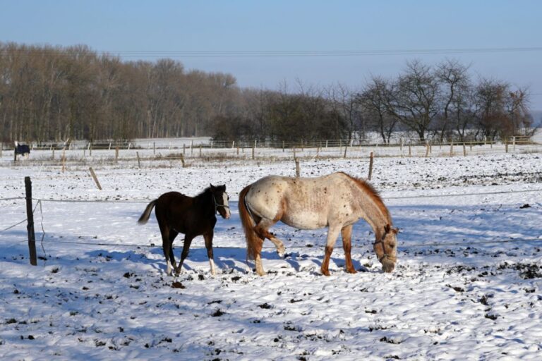 Konie na padoku w zimie