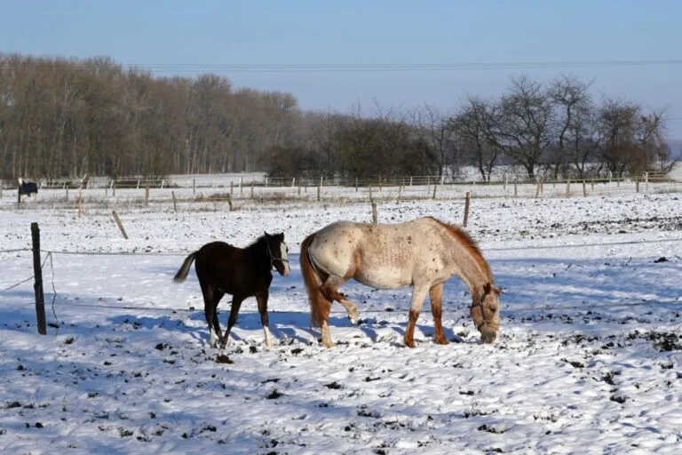 Objawy koguciego chodu u konia Konie na padoku w zimie