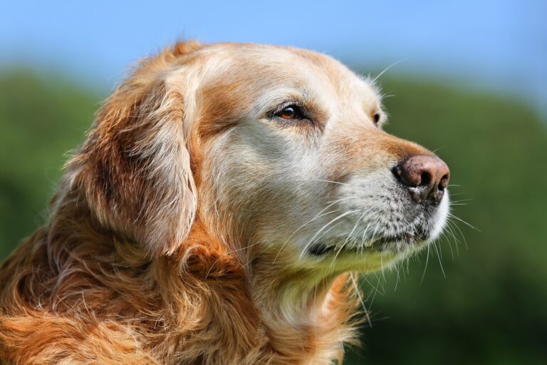 Golden retriever senior