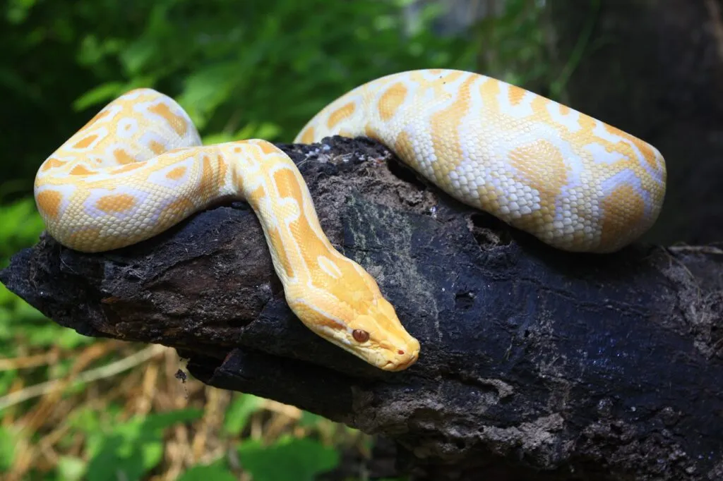 Pyton tygrysi w odmianie albino Pyton tygrysi w odmianie albino na drzewie