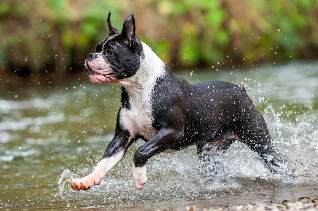 Buldog kontynentalny biegnący po wodzie