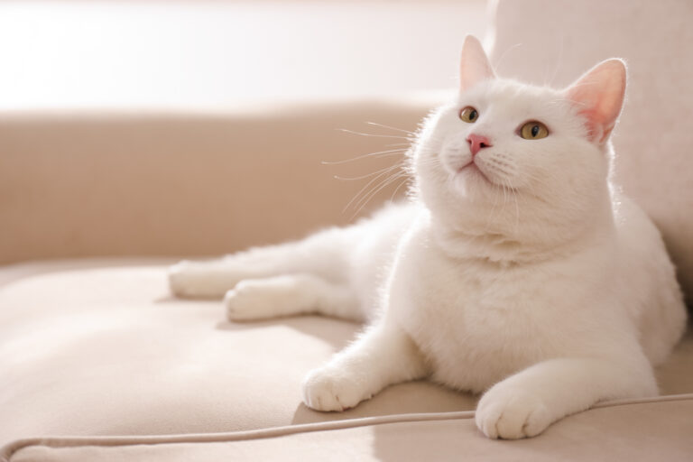 Biały kot cierpiący na artrozę