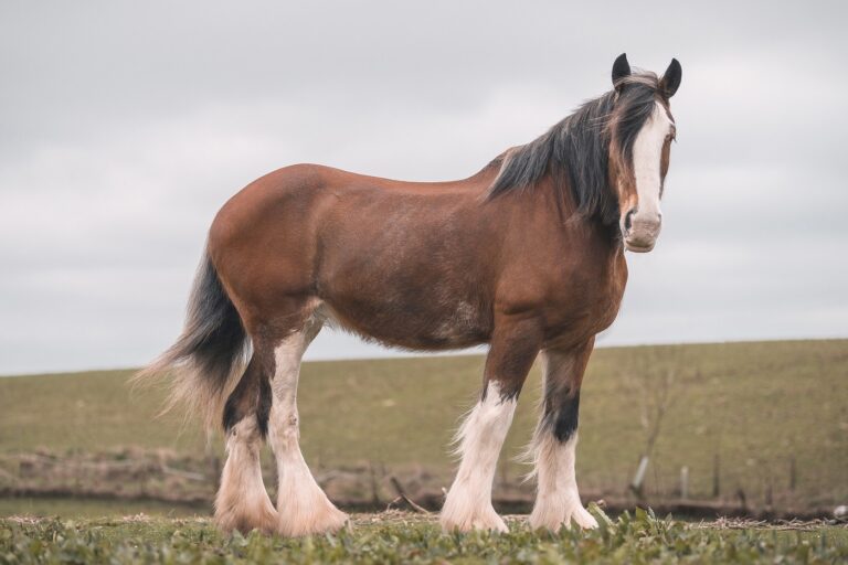 Clydesdale na łące