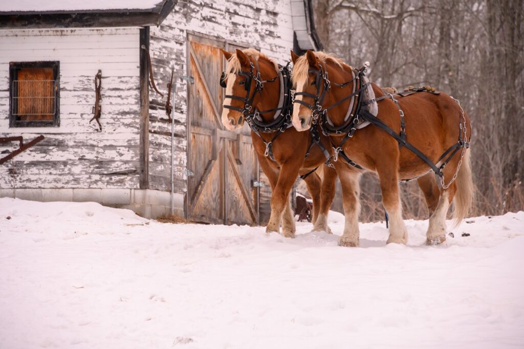 Dwa konie rasy Clydesdale w zaprzęgu