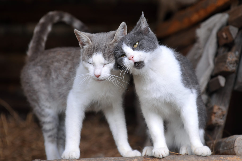 Dwa biało-szare koty