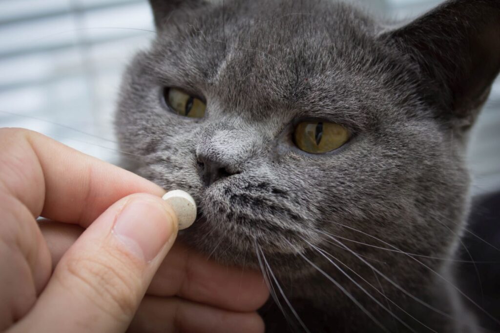 Kot z niedoczynnością tarczycy otrzymujący lek