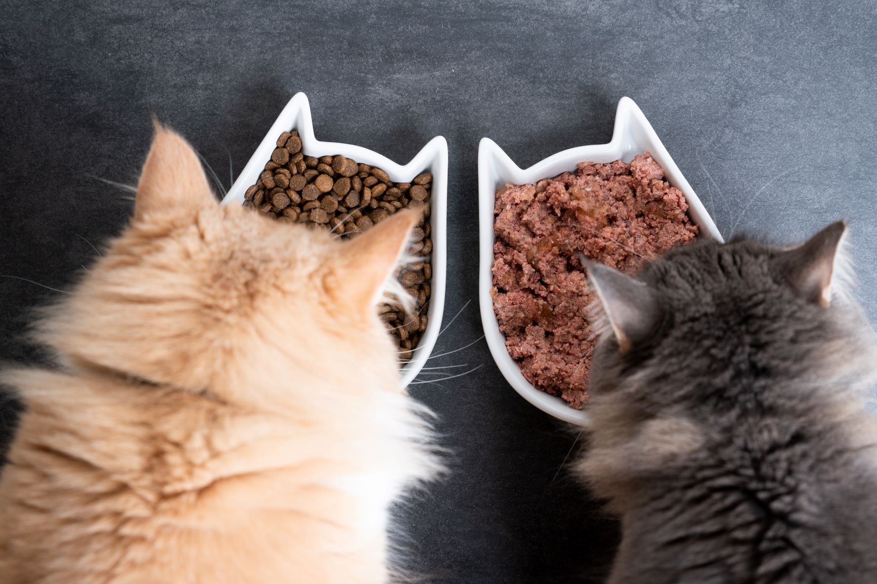 Dwa koty podczas posiłku