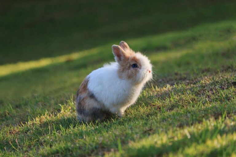 Królik Netherland Dwarf na łące