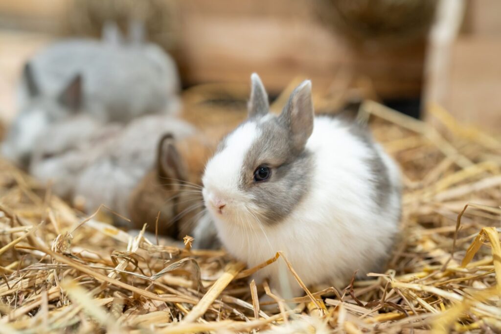 Królik Netherland Dwarf na słomie