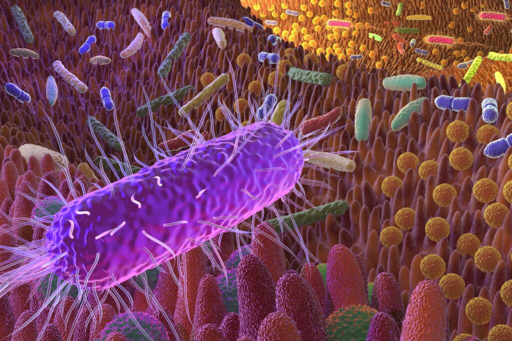 Grafika przedstawiająca mikrobiom jelitowy