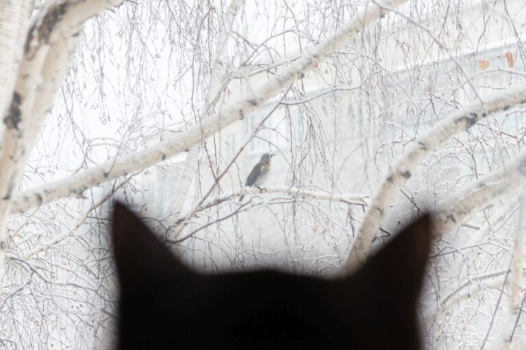 Kot obserwujący ptaki