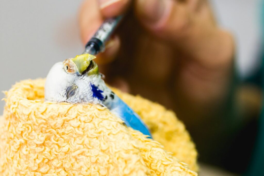 Lekarz weterynarii podaje papużce antybiotyk