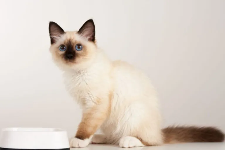 birman kot birmański